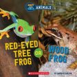 Red-Eyed Tree Frog or Wood Frog For Sale